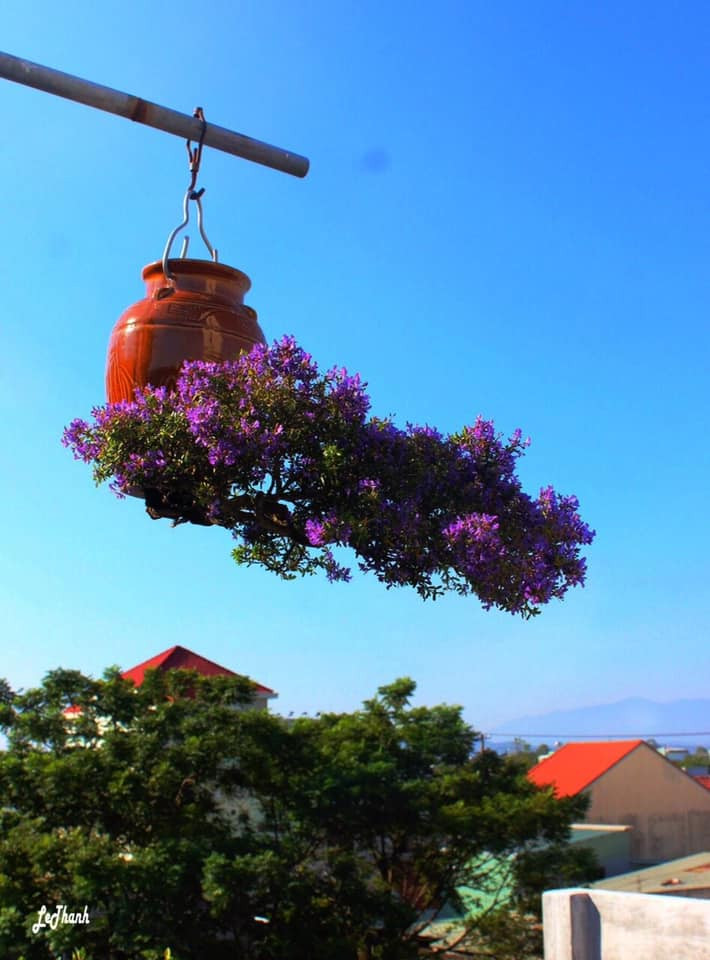 Không chỉ gây ấn tượng về thị giác, các tác phẩm bonsai của ông còn được đánh giá cao bởi tính nghệ thuật. Ảnh: FB Lê Thạnh