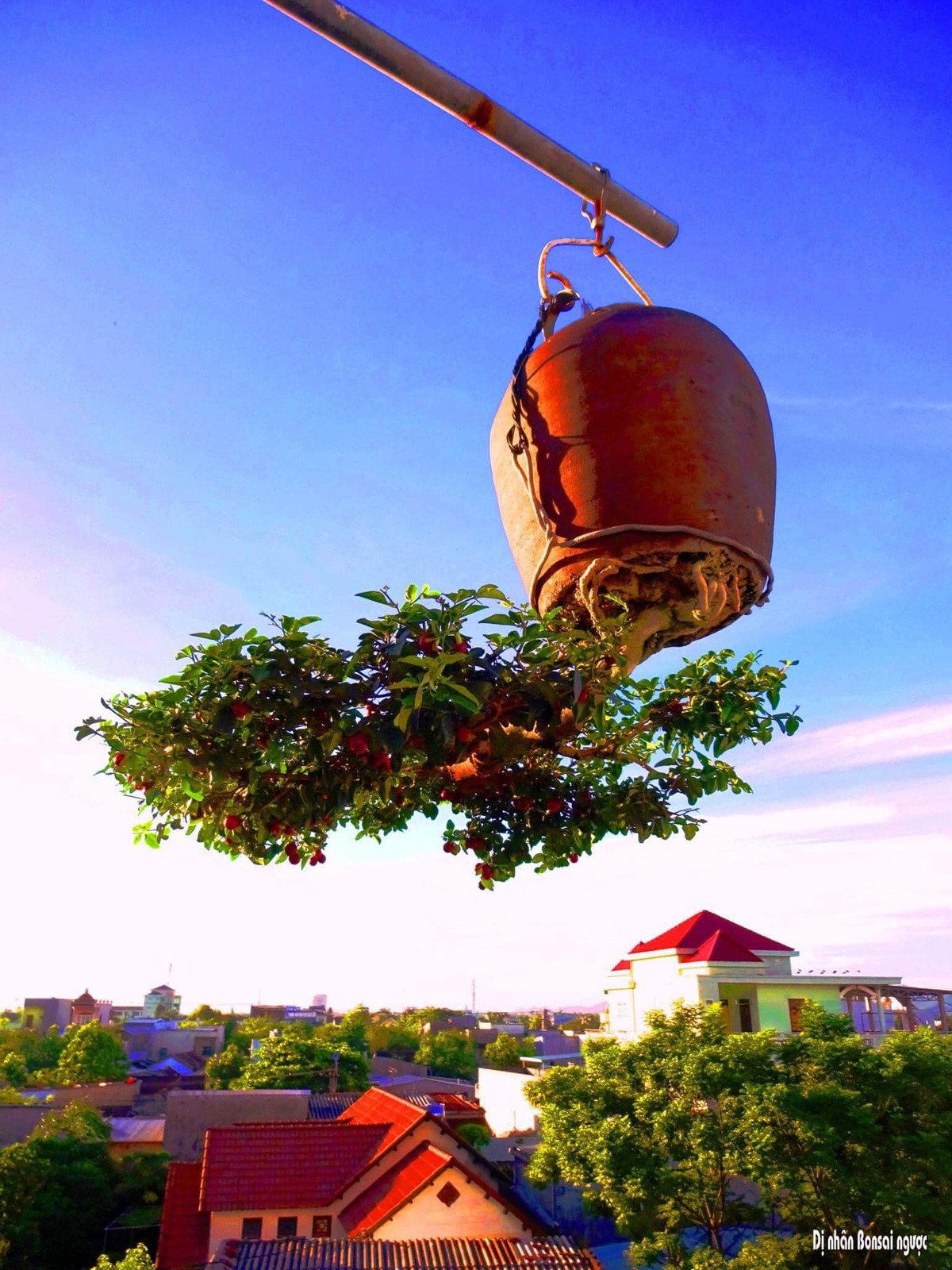 Không ít người sẵn sàng trả giá cao để được sở hữu chậu bonsai do ông tạo tác. Ảnh: FB Lê Thạnh