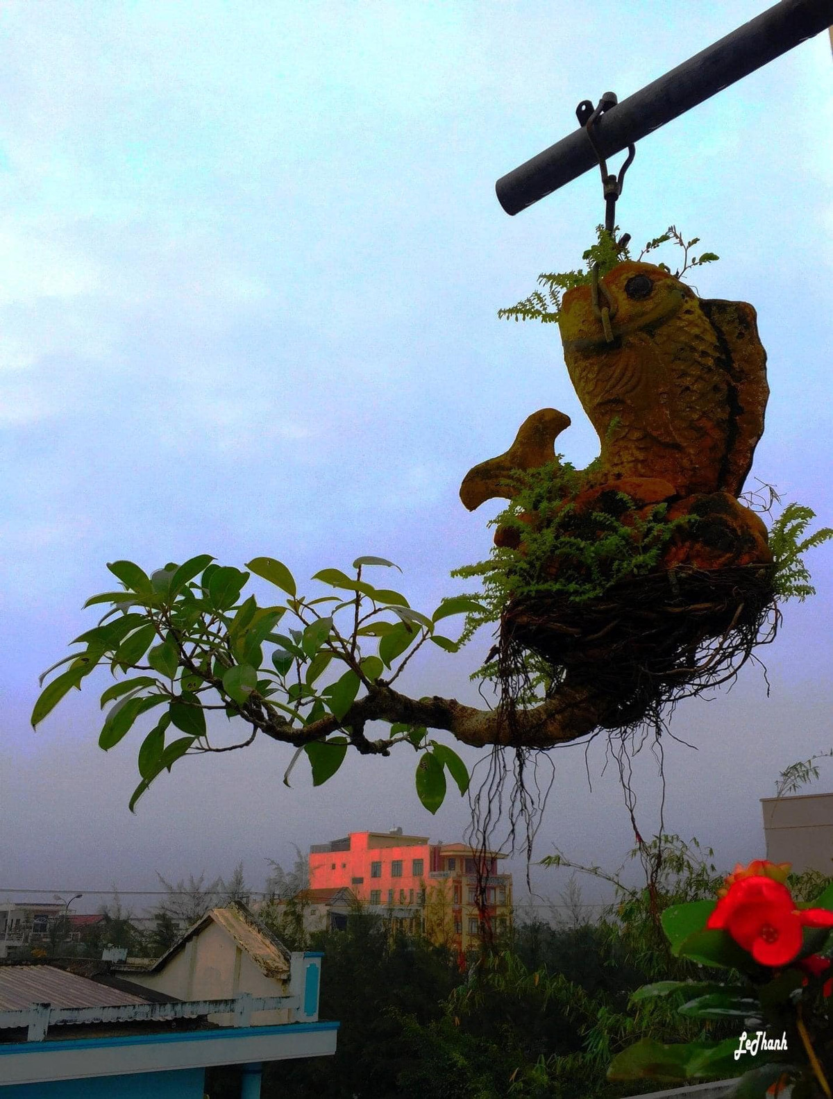 Các tác phẩm bonsai ngược của ông được nhiều người yêu thích nhưng ông chỉ tặng cho người thân, bạn bè. Ảnh: FB Lê Thạnh