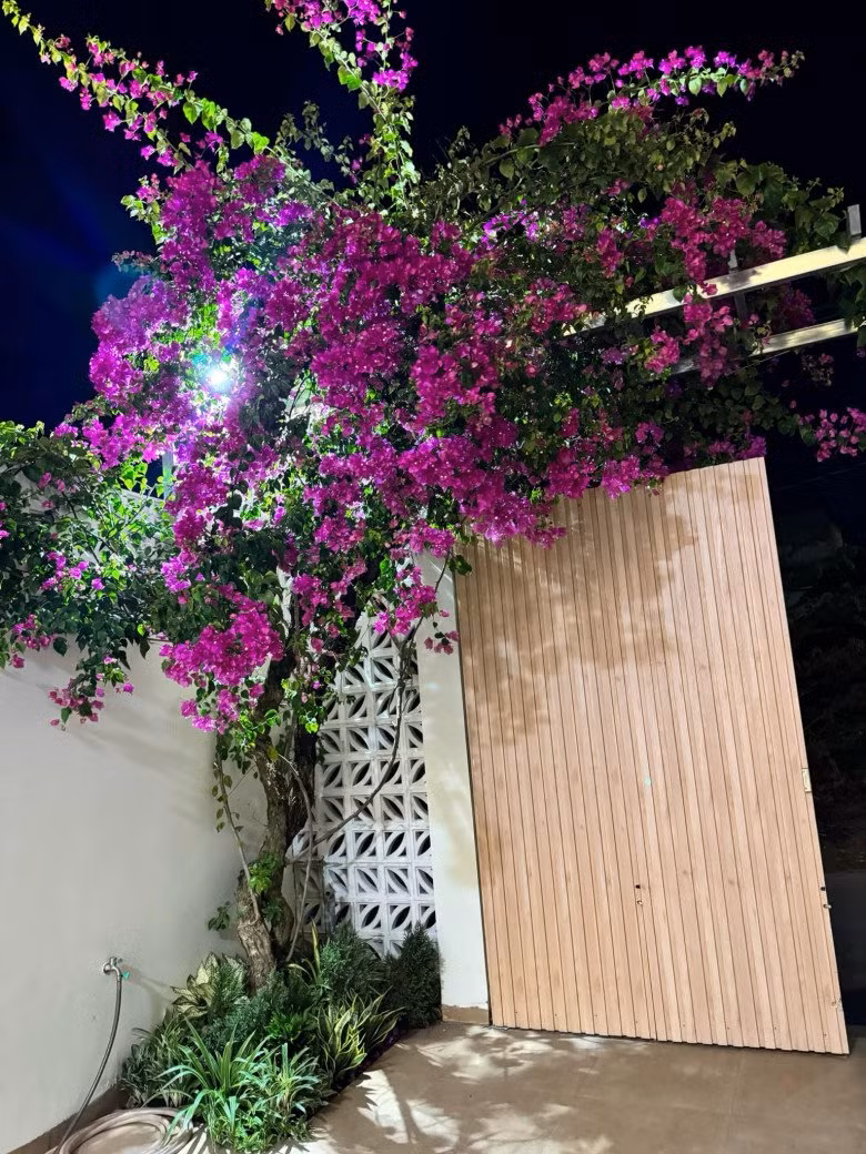 Ngay khi bước vào cổng là một cây hoa giấy bung nở rực rỡ, tạo khung cảnh nên thơ.