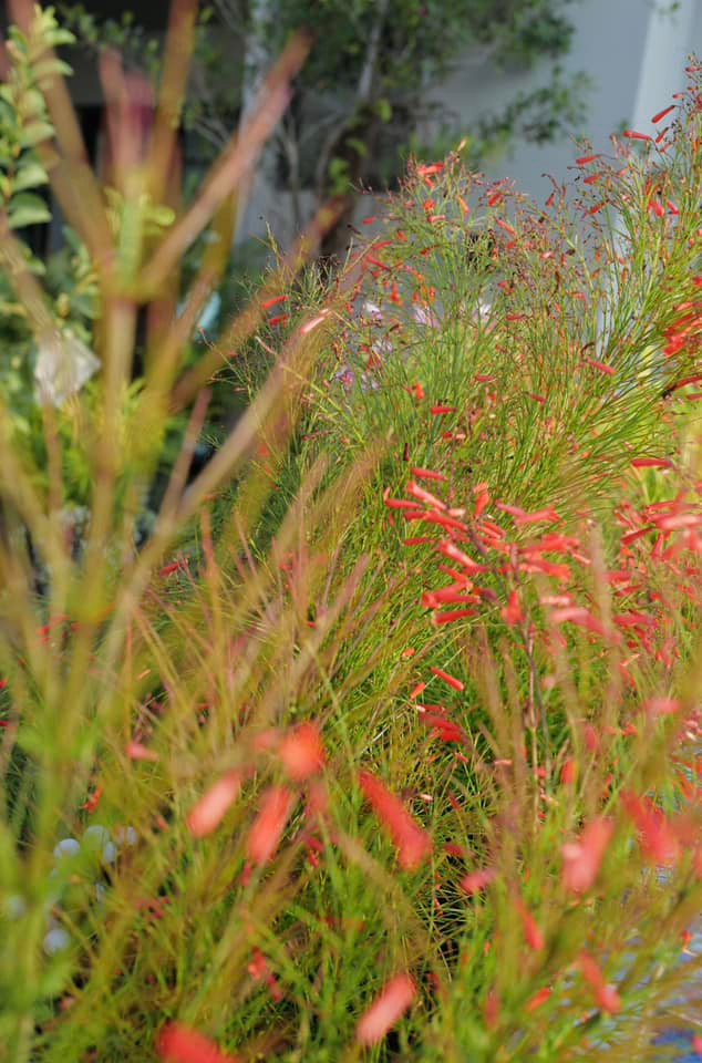 Hoa cỏ ngập tràn trong nhà diva Hồng Nhung.