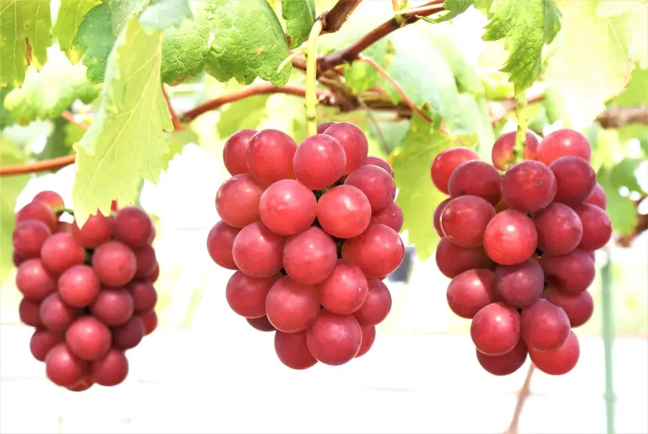 Nho Roby Roman lần đầu tiên xuất hiện trên thị trường năm 2008. Tuy nhiên, số lượng bán ra còn hạn chế và gần như độc quyền. Ảnh: Getty