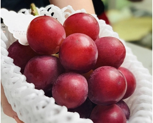 Để tạo ra giống nho này, người nông dân tỉnh Ishikawa mất hàng chục năm nghiên cứu trồng mới thành công. Ảnh: CNN