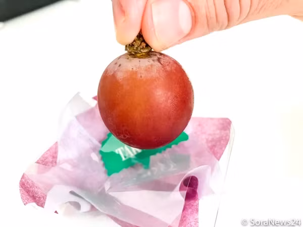 Trước khi tung ra thị trường, mỗi quả nho đều được kiểm tra nghiêm ngặt để đảm bảo chất lượng với các con dấu chứng nhận được đóng dấu trên những quả được chọn. Mỗi quả nho phải trên 20g và hơn 18% đường. Ảnh: Engo