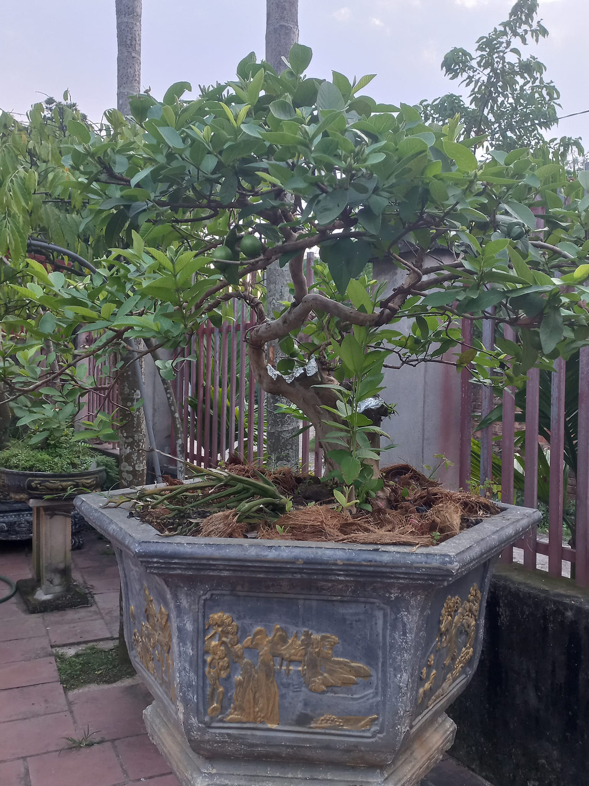 Không chỉ trồng lấy quả, cây ổi còn được nghệ nhân đưa lên chậu tạo dáng thành bonsai đẹp mắt. Không ít gốc ổi được ra bán thị trường với giá trị cao. Ảnh: FB Anh Loc Anh Loc