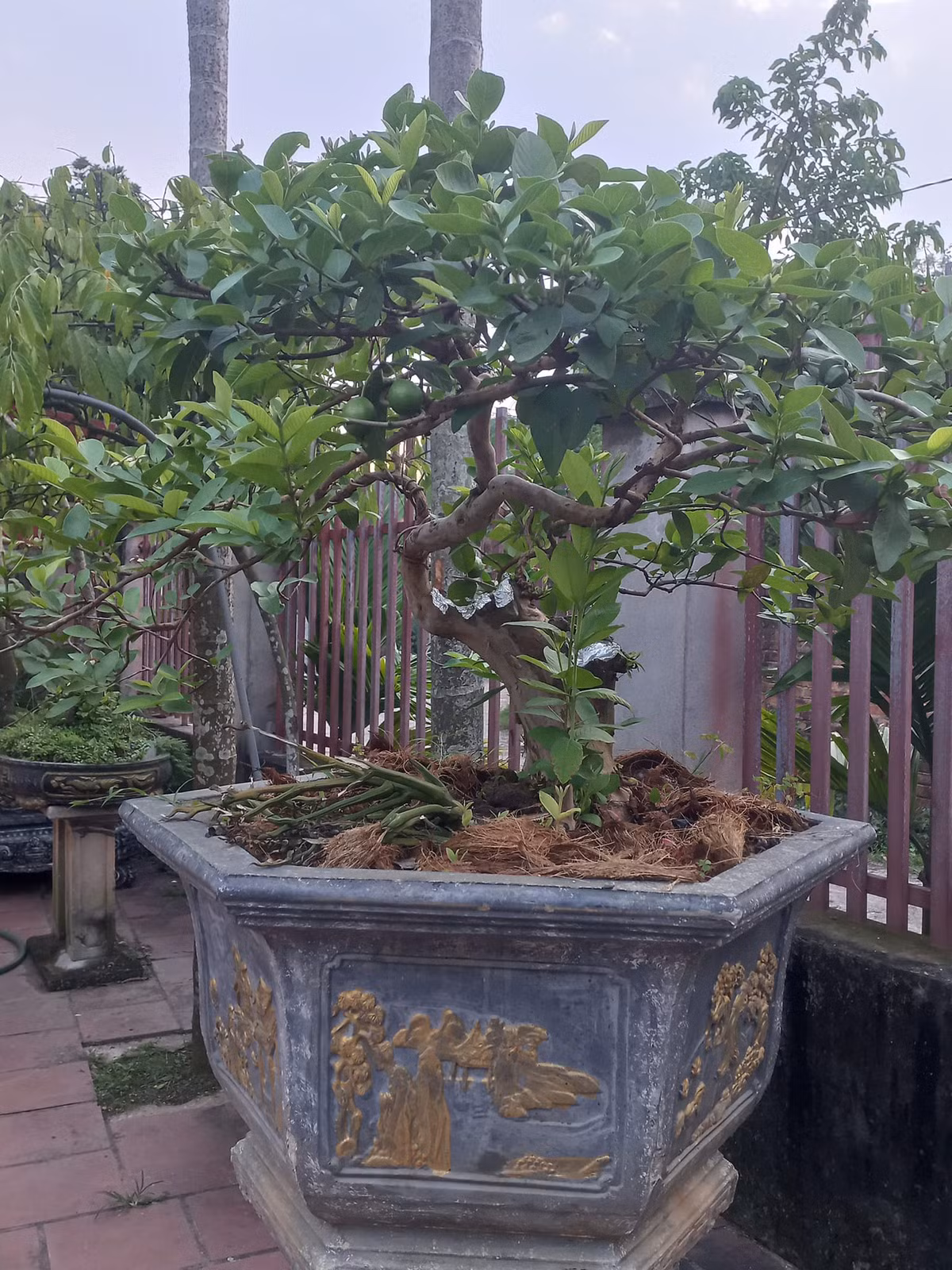 Không chỉ trồng lấy quả, cây ổi còn được nghệ nhân đưa lên chậu tạo dáng thành bonsai đẹp mắt. Không ít gốc ổi được ra bán thị trường với giá trị cao. Ảnh: FB Anh Loc Anh Loc