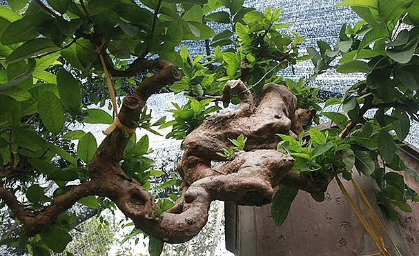 Trong đó, phải kể đến siêu phẩm ổi bonsai dáng “thác đổ” được coi là đẹp nhất Việt Nam của anh Bùi Đức Dũng (TP. Việt Trì, Phú Thọ). Ảnh: Người đưa tin