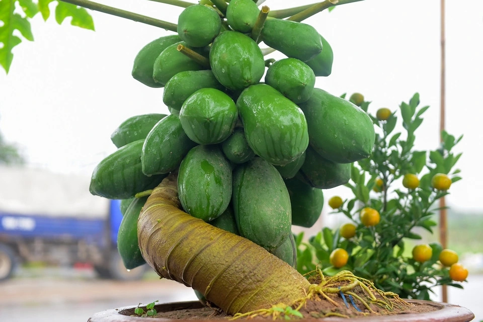 Theo quan niệm, đu đủ thể hiện cuộc sống đầy đủ, bền vững, không thừa không thiếu. Vì thế, bonsai đu đủ được nhiều người lựa chọn trưng trong nhà dịp Tết. Ảnh: Dân trí