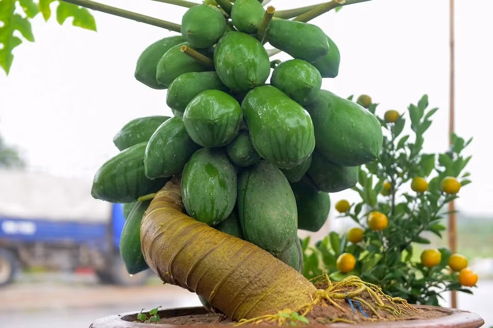 Theo quan niệm, đu đủ thể hiện cuộc sống đầy đủ, bền vững, không thừa không thiếu. Vì thế, bonsai đu đủ được nhiều người lựa chọn trưng trong nhà dịp Tết. Ảnh: Dân trí