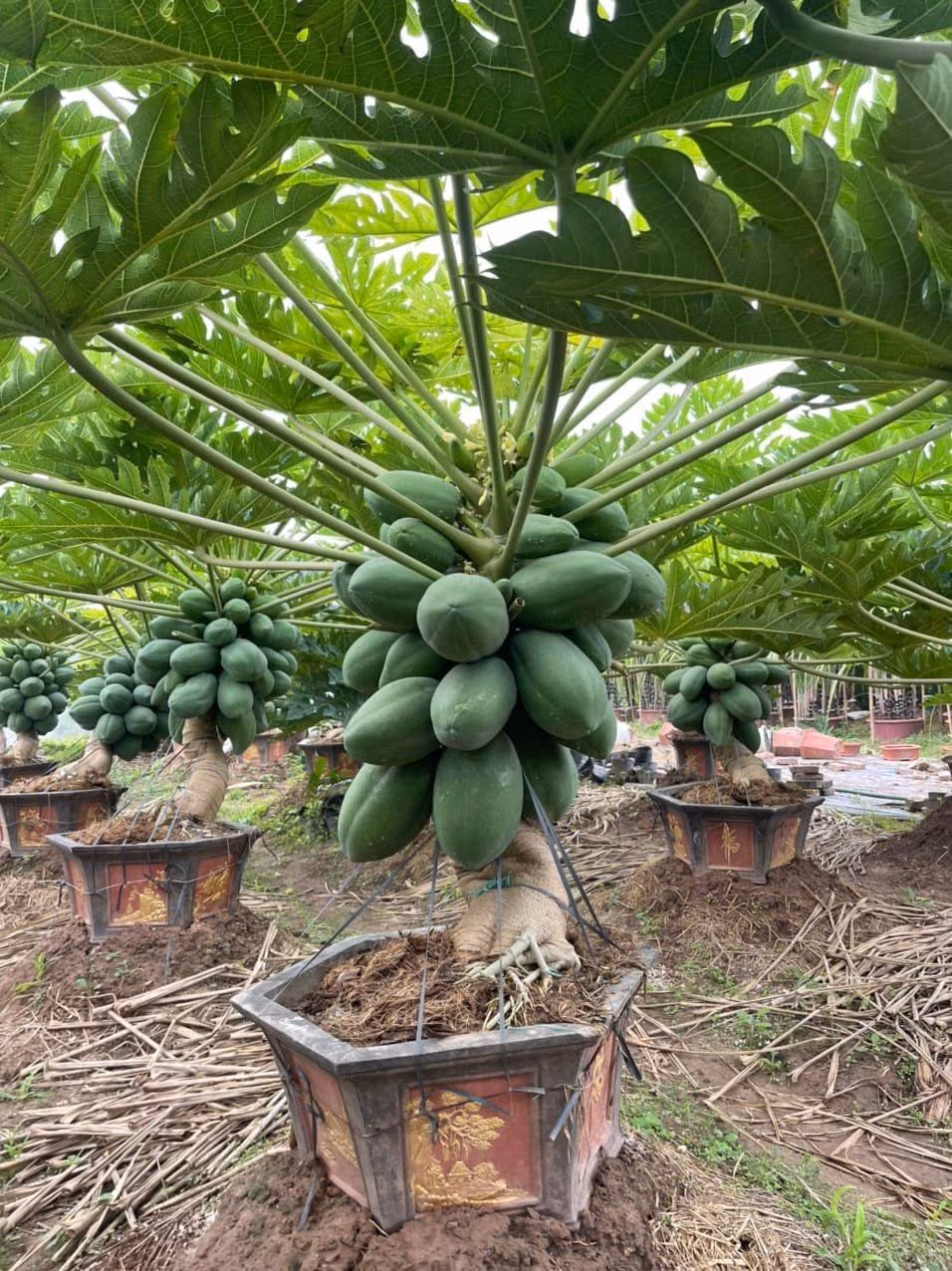  Cây đủ đủ bonsai có tán lá rộng với hình dáng thẳng đứng hoặc nghiêng, thân sai trĩu quả vô cùng đẹp mắt. Ảnh: Facebook