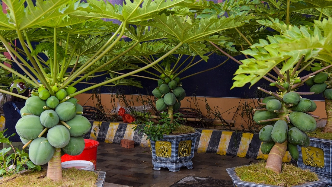 Theo các nhà vườn, để cây đu đủ bonsai có thể phát triển tốt trong chậu, nhiều quả và to tròn, cần trồng bằng loại đất thịt ải hoặc đất mới chưa qua gieo trồng. Ảnh: VOV
