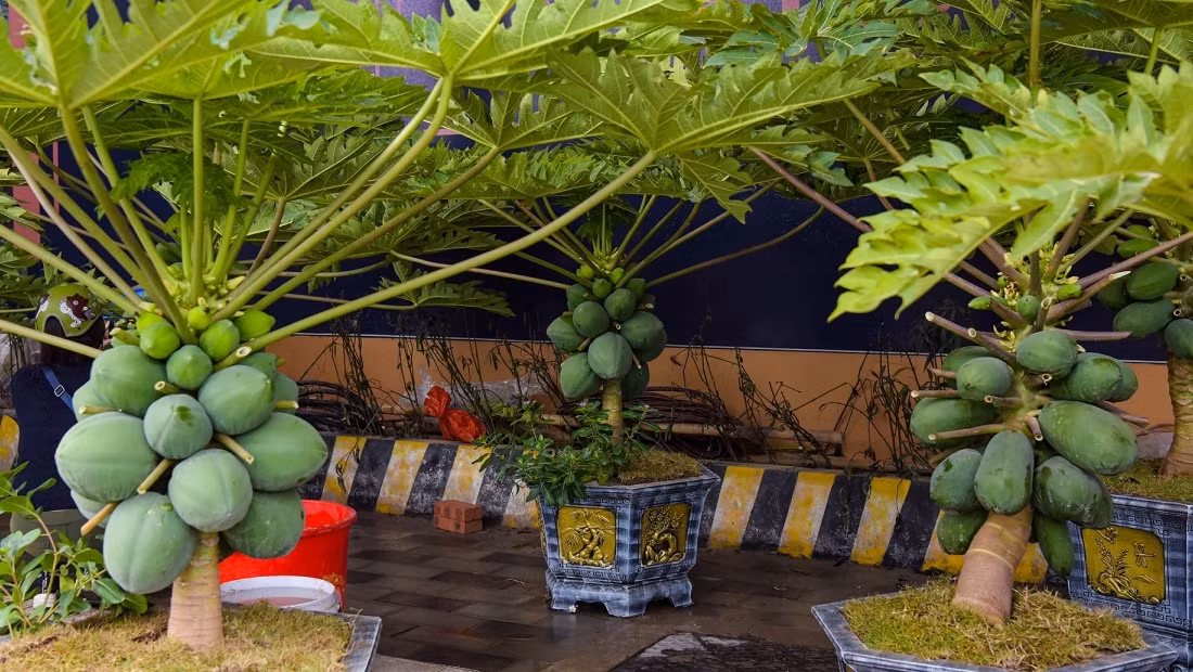 Theo các nhà vườn, để cây đu đủ bonsai có thể phát triển tốt trong chậu, nhiều quả và to tròn, cần trồng bằng loại đất thịt ải hoặc đất mới chưa qua gieo trồng. Ảnh: VOV