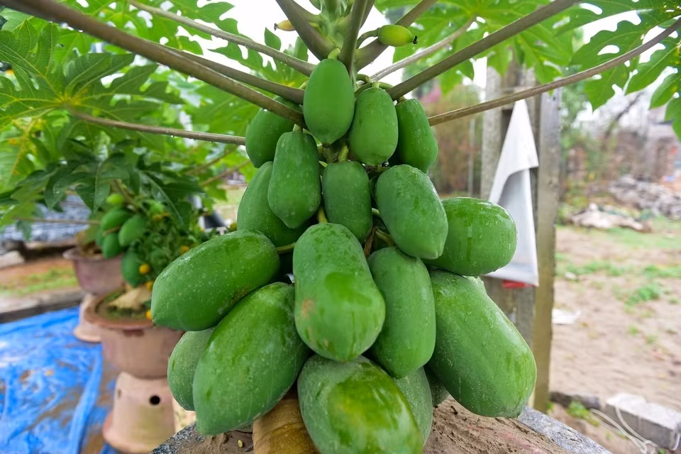 Đu đủ bonsai có giá từ 4 - 6 triệu đồng/chậu, thậm chí có chậu giá đến hàng chục triệu, tùy kích thước và kiểu dáng. Ảnh: Dân trí