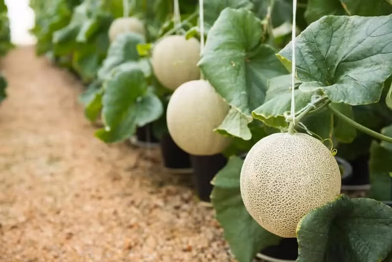 Dưa lưới Yubari Nhật Bản đắt như vậy là do chúng cần sự chăm sóc cẩn thận và có các yêu cầu cụ thể. Những quả dưa được làm sạch và kiểm tra hàng ngày, nếu có vết xước ở phần lưới bên ngoài cũng được coi là không đạt tiêu chuẩn. Ảnh: Japantimes