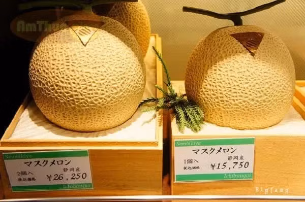 Năm 2019, mức giá cao nhất từng được ghi nhận cho một cặp dưa Yubari King lên tới 5 triệu yên (tương đương 856 triệu đồng). Ảnh: Japantimes