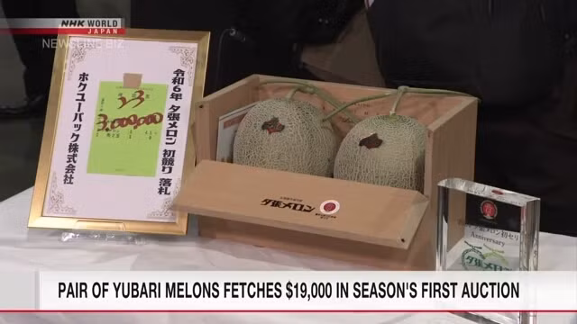 Một cặp dưa lưới cao cấp từ thành phố Yubari ở Hokkaido, miền Bắc Nhật Bản đã được bán với giá 3 triệu yên (tương đương 19.000 USD hay hơn 447 triệu đồng) trong phiên đấu giá đầu tiên trong năm. Ảnh: NHK