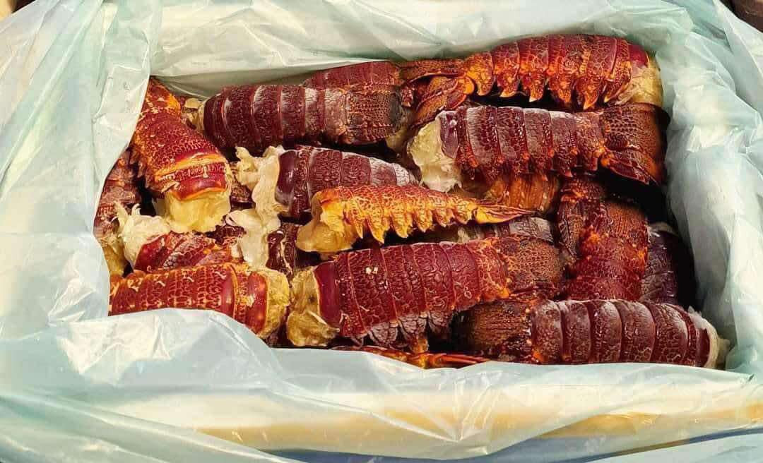  Đuôi tôm hùm Úc thượng hạng (phần tập trung nhiều thịt tôm nhất) loại 2-3 đuôi/kg từng có giá lên tới trên 3 triệu đồng/kg. Ảnh: FB Hoa Đào