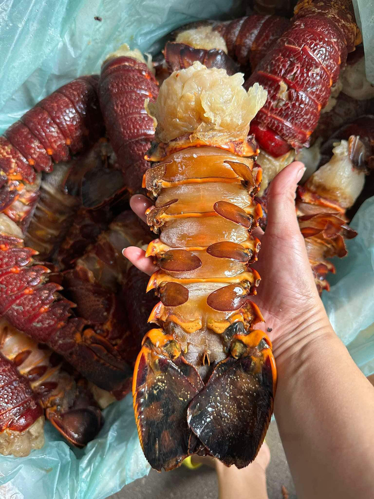 Nhưng gần đây, đuôi tôm hùm Úc bất ngờ được bán nhiều trên chợ mạng với giá rẻ bèo, chỉ từ 320.000 - 350.000 đồng/kg cho loại 3-5 đuôi/kg. Ảnh: FB Hoa Đào