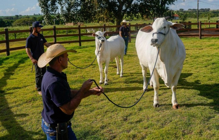 Bên cạnh đó, bò Viatina-19 còn được đánh giá cao bởi các yếu tố khác như dáng đứng, độ chắc khỏe của móng. Ảnh: Getty