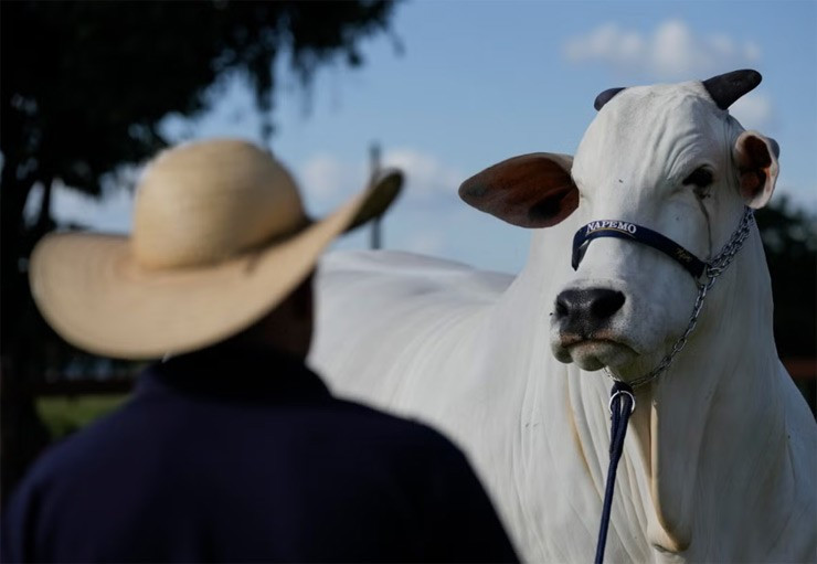 Con bò này hiện sống tại trang trại ở Uberaba, bang Minas Gerais, Brazil. Vì giá trị cao, Viatina-19 FIV được đồng sở hữu bởi một nhóm chủ trang trại. Ảnh: News