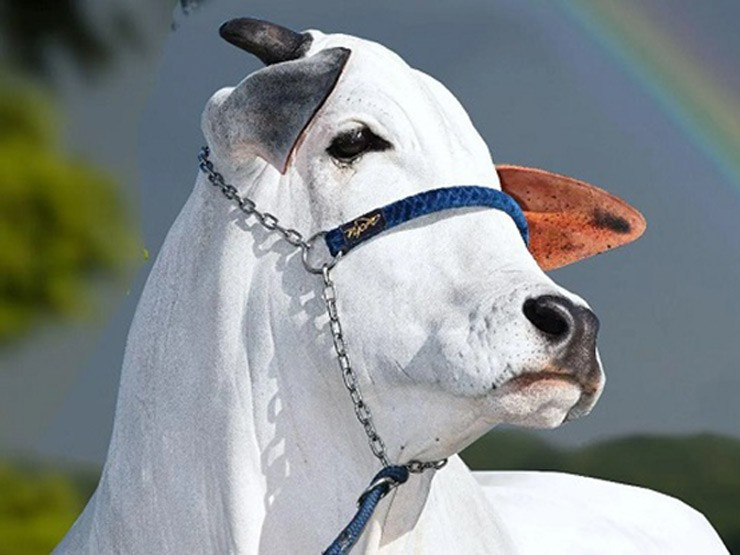 Viatina-19 FIV từng giành nhiều giải thưởng quốc tế như "Hoa hậu Nam Mỹ" (Miss South America) và "Nhà vô địch thế giới" (Champion of the World) - cuộc thi được xem là Hoa hậu Hoàn vũ dành cho các con bò, tổ chức ở Fort Worth, Texas (Mỹ). Ảnh: News