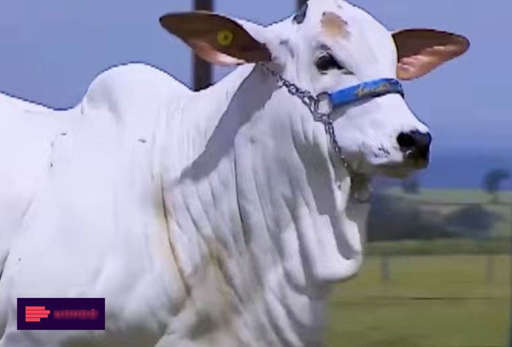 Chủ sở hữu của Viatina-19 còn dựng hai tấm biển quảng cáo ca ngợi con bò. Điều này khiến nhiều người đến để chiêm ngưỡng "siêu bò". Ảnh: MSN