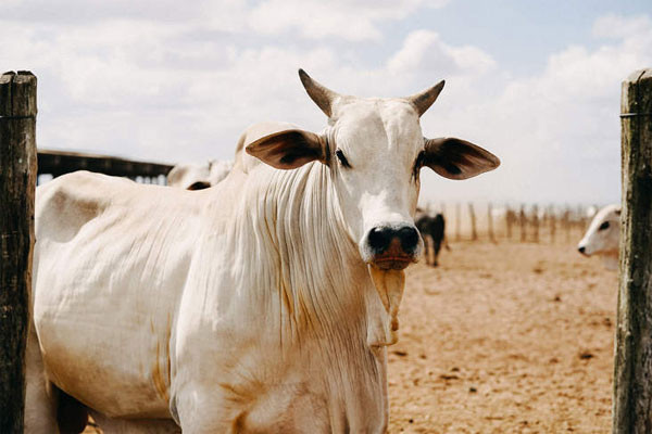Theo bác sĩ thú y Lorrany Martins, bò Viatina- 19 FIV đắt đỏ nhờ sở hữu tốc độ phát triển cơ bắp nhanh, khả năng sinh sản vượt trội và đặc biệt là khả năng di truyền những đặc điểm ưu việt cho thế hệ sau. Ảnh: Getty