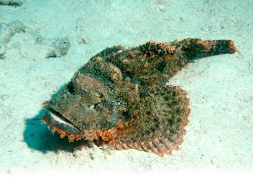 Thậm chí, có thời điểm cá mặt quỷ giá gần 10 triệu đồng/con tại Hà Nội nhưng không phải ai cũng biết chỗ mua. Ảnh: HaisanBaba