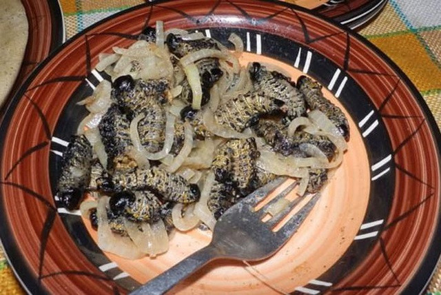 Dù giá rất đắt nhưng sâu Mopane vẫn được nhiều người săn lùng vì có thể chế biến thành món ăn bổ dưỡng. Ảnh: Getty