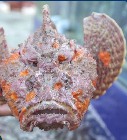 Dù trông rất dữ tợn nhưng cá mặt quỷ có giá vô cùng đắt đỏ lên tới hàng triệu đồng/con. Ảnh: Daohaisan