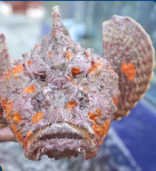 Dù trông rất dữ tợn nhưng cá mặt quỷ có giá vô cùng đắt đỏ lên tới hàng triệu đồng/con. Ảnh: Daohaisan