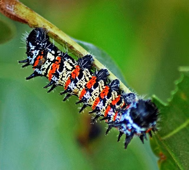Loài sâu này còn được gọi là sâu bướm Hoàng Đế. Do sở thích ăn lá cây Mopane nên người dân đặt tên gắn liền với món ăn ưa thích của chúng. Ảnh: Getty