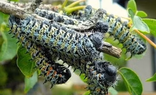 3 dac san nhin “het hon” nhung nha giau “me nhu dieu do“