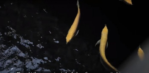 Trong khuôn viên nhà còn có hồ cá Koi, cá rồng, hòn non bộ...