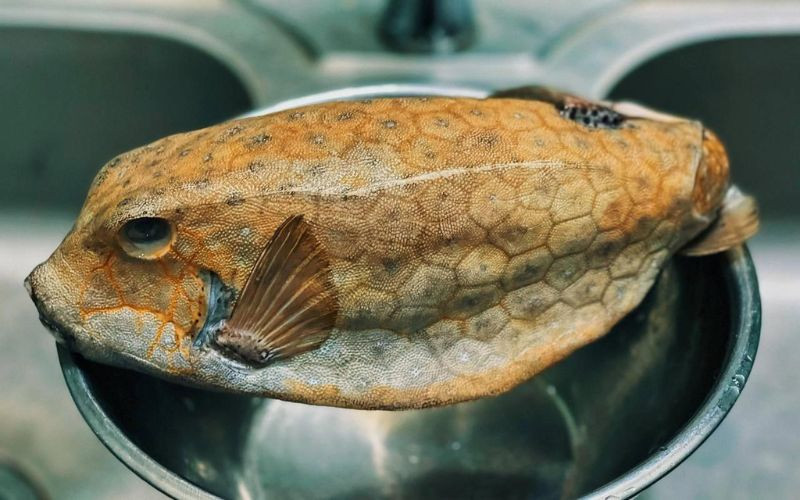  Cá bò hòm là đặc sản nổi tiếng của Phú Yên. Mặc dù có vẻ ngoài xấu xí nhưng thịt thơm ngon và giàu dinh dưỡng. Ảnh: Banhtrangsachi