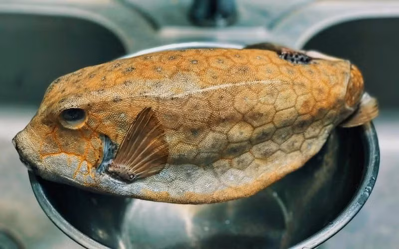  Cá bò hòm là đặc sản nổi tiếng của Phú Yên. Mặc dù có vẻ ngoài xấu xí nhưng thịt thơm ngon và giàu dinh dưỡng. Ảnh: Banhtrangsachi