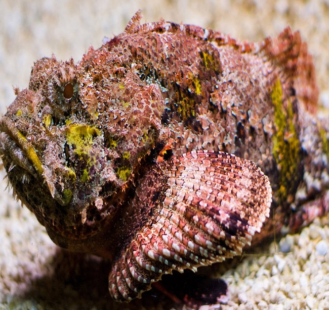 Cá mặt quỷ xù xì như một tảng đá, lớp da sần sùi, nhiều vây cứng, gai sắc nhọn. Ảnh: Haisanlocbien