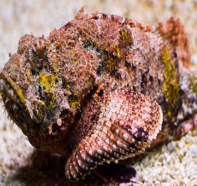 Cá mặt quỷ xù xì như một tảng đá, lớp da sần sùi, nhiều vây cứng, gai sắc nhọn. Ảnh: Haisanlocbien