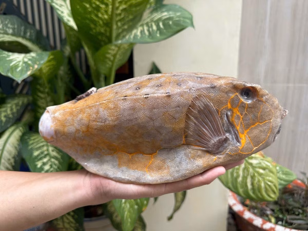 Trái với ngoại hình xấu xí, cá bò hòm có phần thịt chắc, mang màu trắng, dai ngon hơn cả thịt gà, ít xương dăm nên được nhiều người ưa thích. Ảnh: Hải Sản Hoàng Long