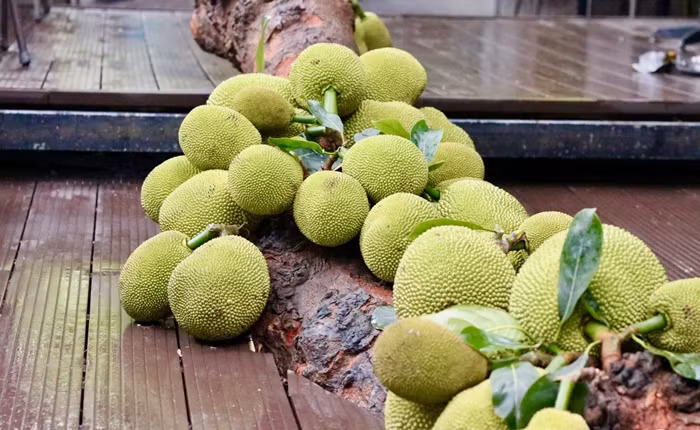 Mỗi năm trôi qua, cây mít cổ thụ lại kết trái dày đặc, mọc thành từng chùm dọc thân và các cành lớn. Ảnh: Công luận