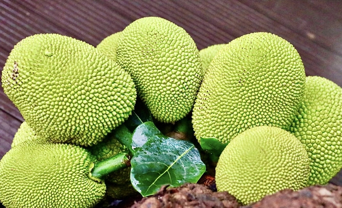 Mỗi mùa mít ra quả, quán cà phê đón lượng khách tăng "đột biến". Ảnh: Công luận