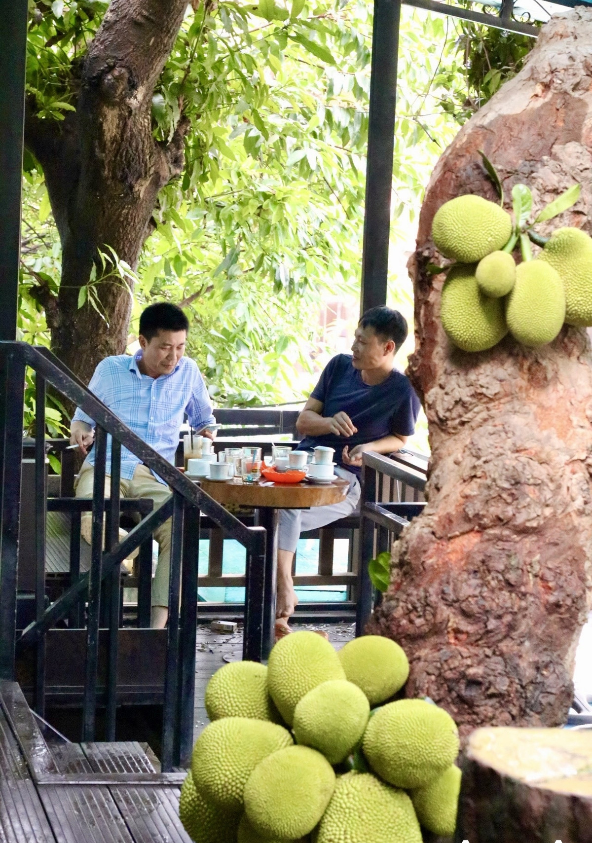 Quán cà phê mở từ năm 2019. Khoảng tháng 3 hàng năm, cây mít bắt đầu cho trái. Tới tháng 5, trái lớn, vỏ xanh đồng đều, mọc kín nhiều đoạn gốc và thân cây. Ảnh: Công luận