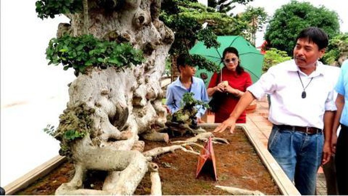 Thân cây nhiều u sần, mang đậm dấu ấn thời gian. Ảnh: Người đưa tin