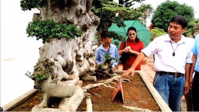 Thân cây nhiều u sần, mang đậm dấu ấn thời gian. Ảnh: Người đưa tin