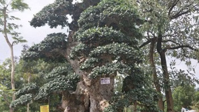 Trước đó vài năm, cây duối cổ đã có người trả giá 6 tỷ đồng, song chủ nhân vẫn nhất quyết không bán. Ảnh: Dân Việt