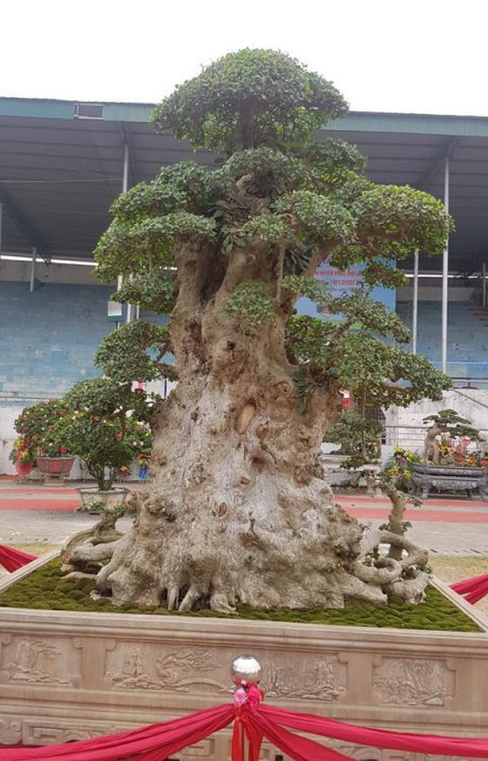 Khi mới mua về, cây duối to cao và um tùm cành lá. Sau đó, anh chăm sóc, cắt tỉa cho thành cây cảnh. Ảnh: Vietnamnet