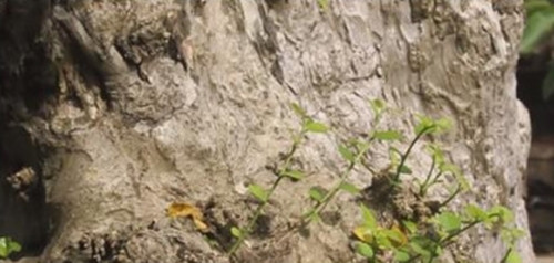 Năm 2020, tác phẩm duối cổ của ông Hòa taxi đã bán cho một đại gia ở Hải Dương với giá 7 tỷ đồng. Ảnh: Người đưa tin