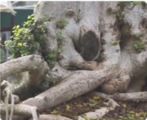 Bộ rễ cây sần sùi, khá độc, lạ. Ảnh: Người đưa tin