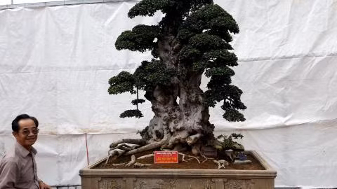 Ngam duoi co 1.000 nam gia 7 ty khien dai gia “si me“