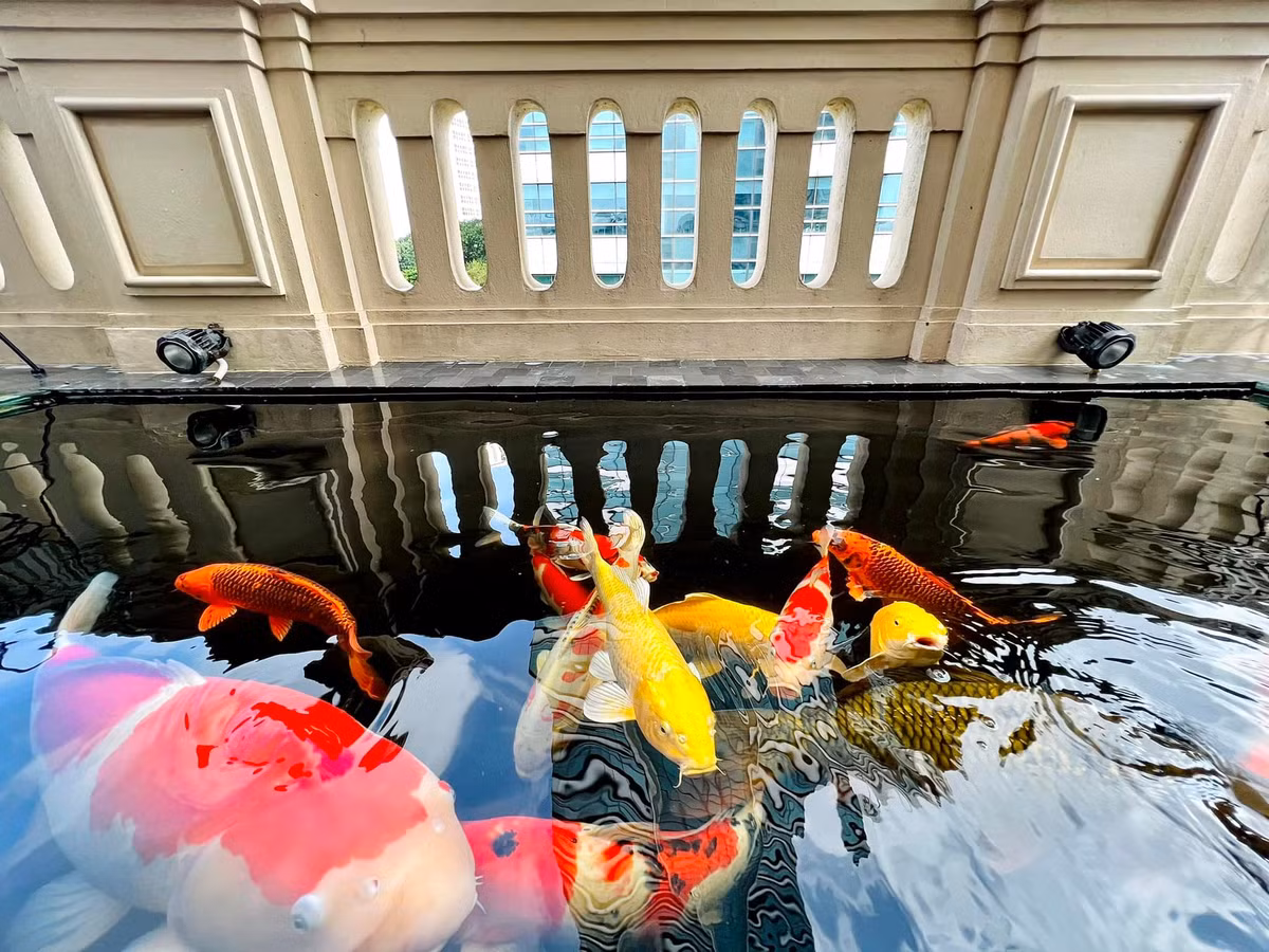 Sau khi hoàn thành chiếc bể đủ tiêu chuẩn nuôi cá Koi ở tầng 7, doanh nhân Chương Tailor sang Nhật tuyển chọn từng con cá. Ảnh: FB Chương Tailor